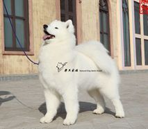 向上- (CH.CN)Pet Up of Mo Wang Jia Zu Kennel（FCI）